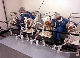 Chez HLS, le lus grand labo de vivisection d'Europe, des chiens que l'on force à respirer du tabac